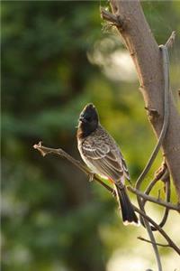 Common Bulbul (Pycnonotus Barbatus) Bird Journal