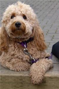 A Curious Blonde Cockapoo Designer Dog in the Park Pet Journal