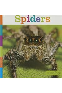Spiders