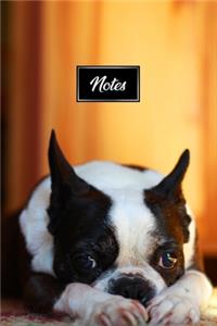 Boston Terrier Dog Pup Puppy Doggie Notebook Bullet Journal Diary Composition Book Notepad - Shy on Floor