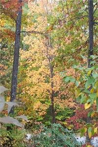 2020 Weekly Planner Autumn Colors Fall Foliage 134 Pages