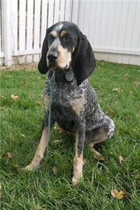 Bluetick Coonhound Dog Sitting in the Grass Journal