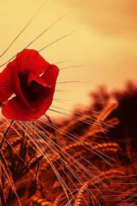 Poppy Notebook