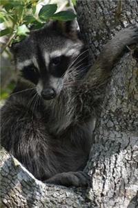 Cute Raccoon in the Backyard Journal
