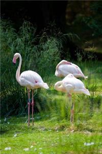 Flamingos