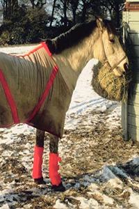 Horse Photo School Composition Book Equine Blanketed Horse in Winter