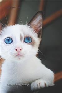 Blue-Eyed Kitten