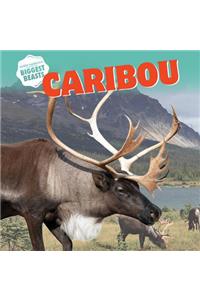 Caribou