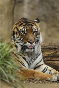 MindBlowing Cute Big Cats Journal 1