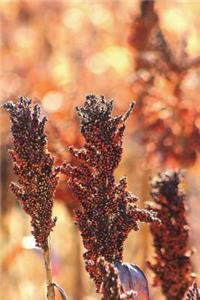 Chinese Sorghum Journal