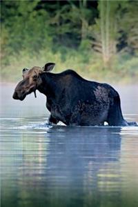 Moose in a Lake Journal