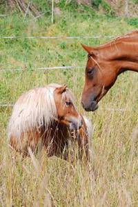 Horse and Shetland Pony Friends Journal