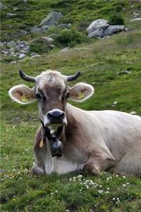 A Pretty Sweet Cow Resting in an Alpine Meadow Switzerland Journal
