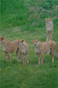 Cheetahs Hanging Out Together Big Cat Journal