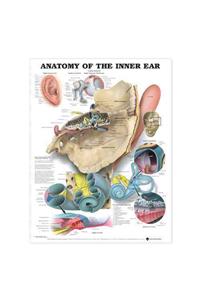 Anatomy of the Inner Ear Anatomical Chart