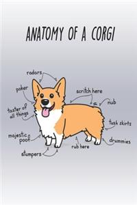 Anatomy of a Corgi