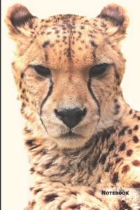 Cheetah Notebook