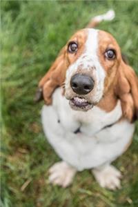 Basset Hound Journal