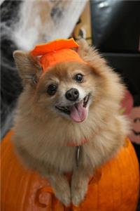 Halloween Journal: Cute Halloween Dog Journal (Blank Journal To Write In) (Dog Journal) (Pomeranian Dog Halloween Pumpkin Costume)