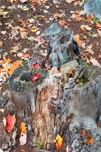 2020 Weekly Planner Fall Foliage Leaves Ground Tree Stump 134 Pages