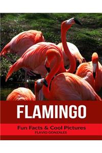 Flamingo: Fun Facts & Cool Pictures