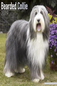 Bearded Collie Calendar 2019