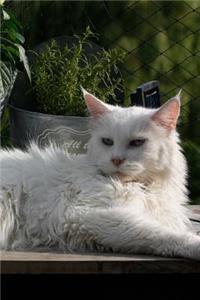 Fluffy White Cat in the Garden