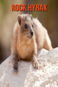 Rock Hyrax