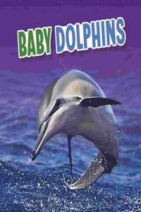 Baby Dolphins