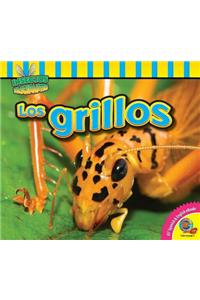 Grillos