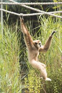 White Gibbon Journal