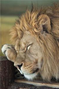 The Lion Sleeps It Off Journal