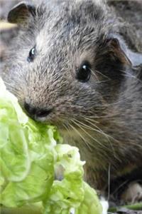 Cute Brown Guinea Pig Pet with a Lettuce Leaf Journal