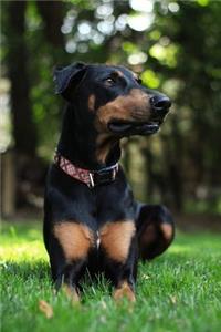 Doberman Journal