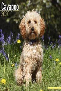 CAVAPOO W 2020