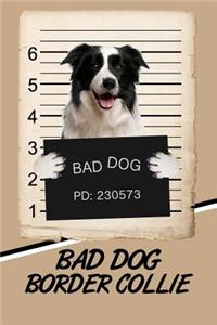Bad Dog Border Collie