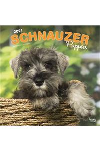 Schnauzer Puppies 2021 Square