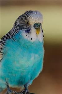 A Stunning Blue Parakeet Bird Perched Journal
