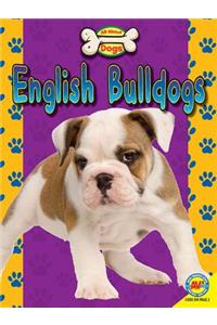 English Bulldogs