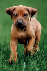 Rhodesian Ridgeback Spring Notebook & Journal. Productivity Work Planner & Idea Notepad