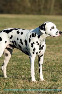 Dalmatian Affirmations Workbook Dalmatian Presents: Positive and Loving Affirmations Workbook. Includes: Mentoring Questions, Guidance, Supporting You.