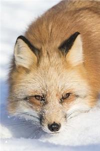 Red Fox Portrait Journal: 150 Page Lined Notebook/Diary