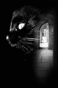 What the Cat Saw Notebook