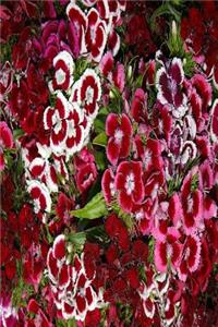 Floral Journal Pink Dianthus