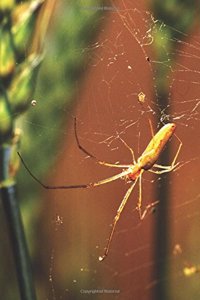 Arachnid Journal Spider Web Long-Jawed Orb Weaver Arachnology