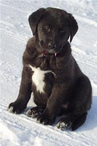 A Black Lab Puppy Sitting in the Snow Journal