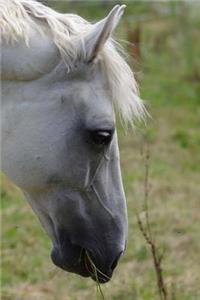 Beautiful White Horse Notebook