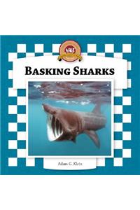 Basking Sharks