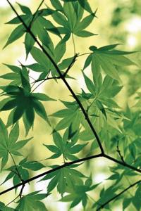 Spring Maple Journal