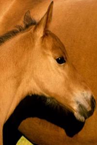 Horse Photo School Composition Book Equine Foal Closeup
